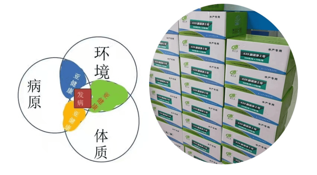 剑指烈性弧菌裂解弧菌力最高超98这柄利刃是何来历