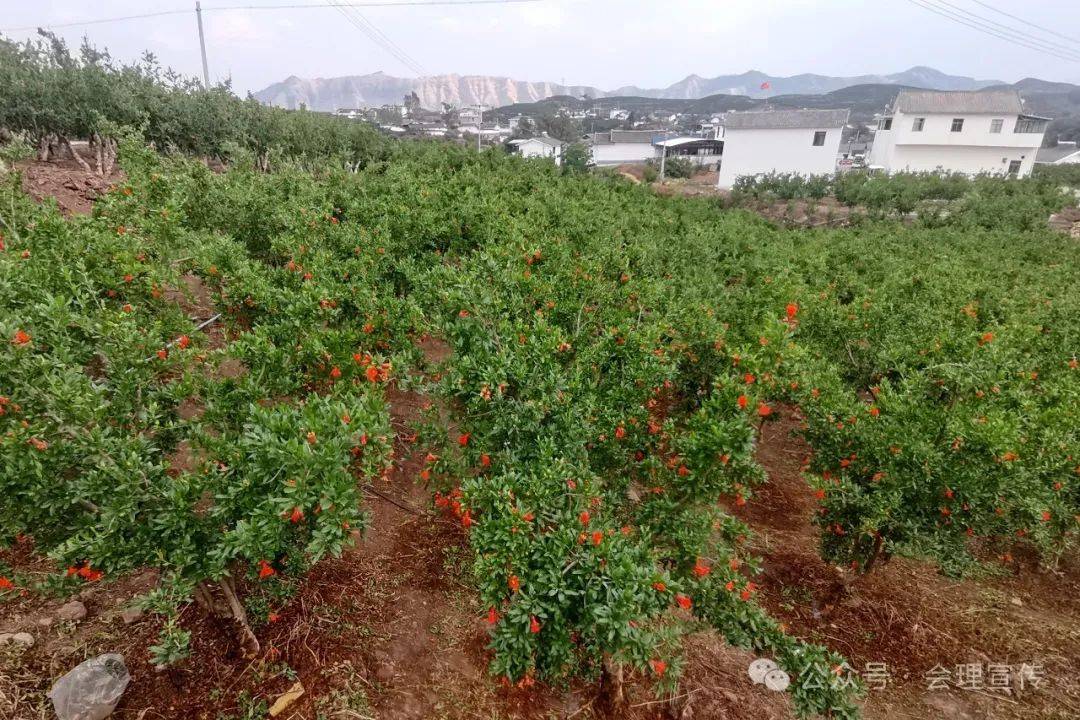 会理40万亩石榴园进入春管季