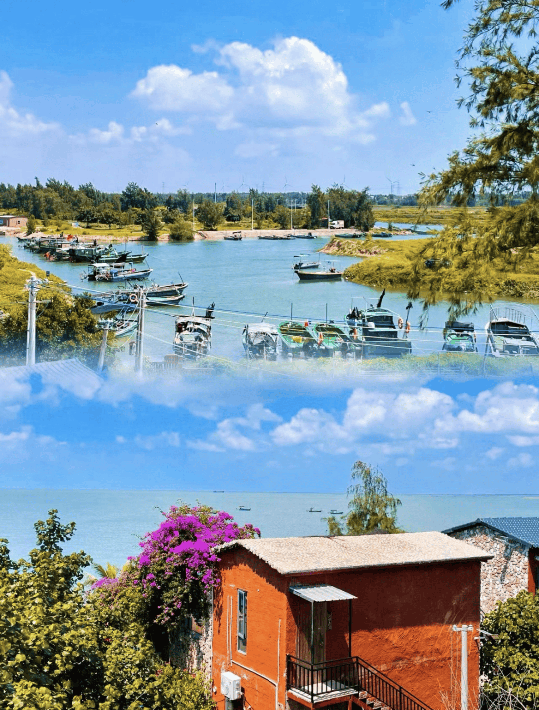 广东的这个地方,为何藏了一片"菠萝的海"?_徐闻县_服务_气象