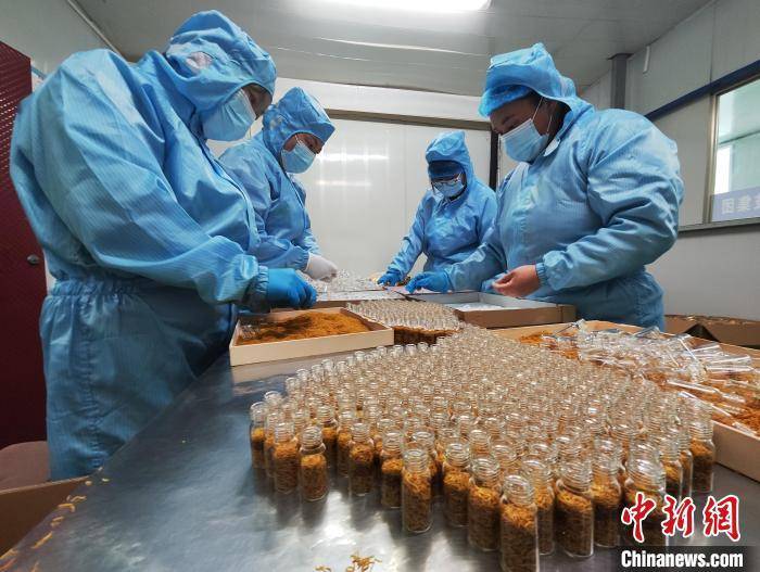 在位于菏泽鲁西新区马岭岗镇的康普生物科技有限公司,工作人员正在