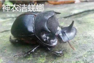 神农洁蜣螂神农洁蜣螂为金龟子科蜣螂属昆虫,体长一般在3