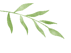 龙图荐读22期雪国