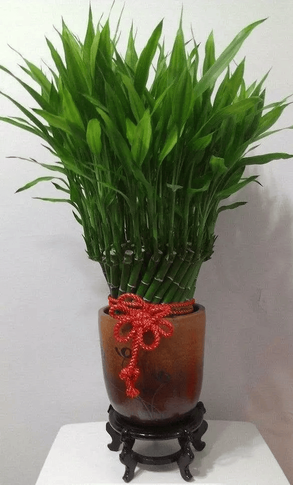 这5种植物自古以来招财又养人,家里养一盆,财源滚滚来