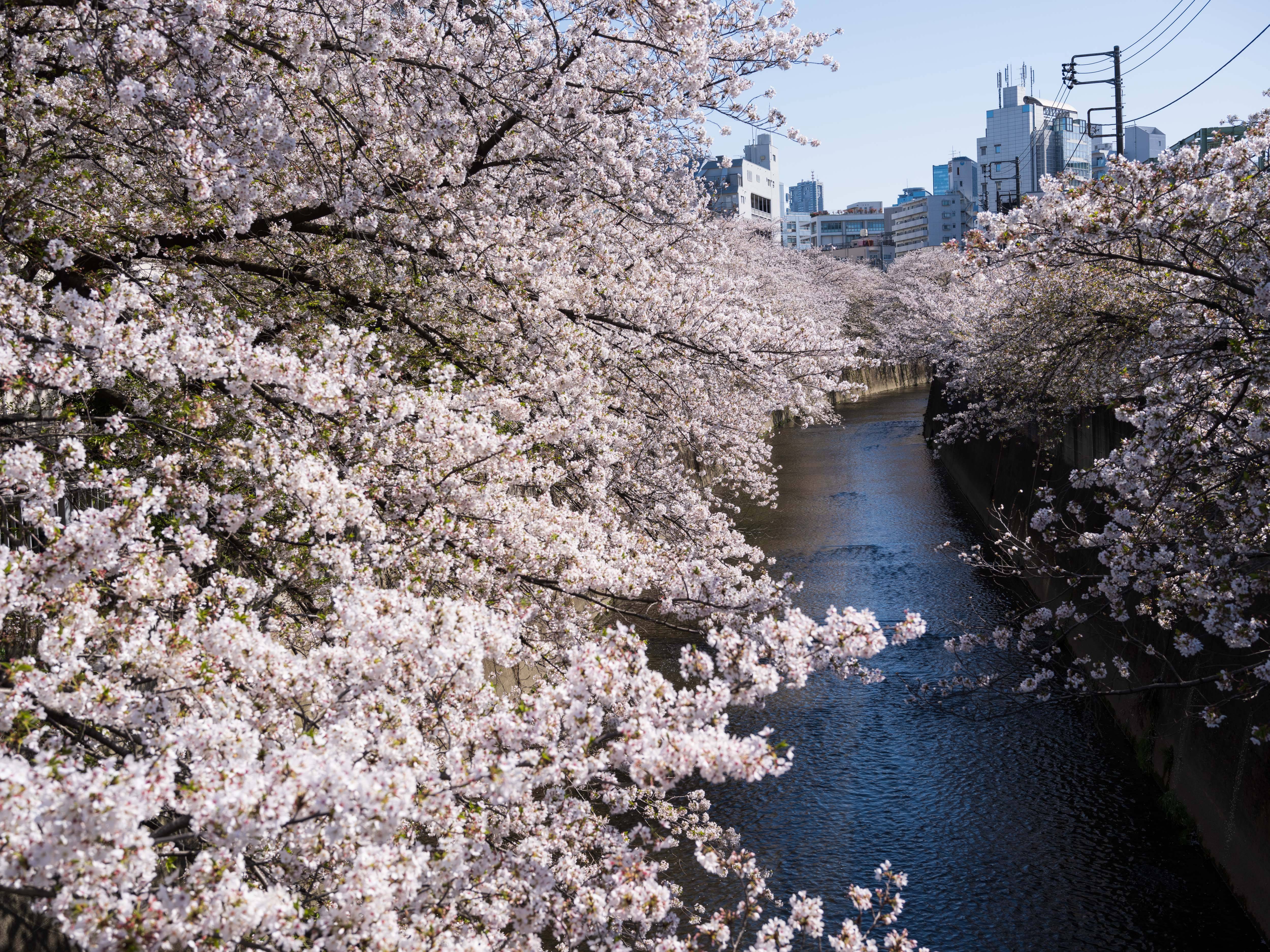 4月10日,人们在日本东京神田川沿岸赏樱. 新华社记者 张笑宇 摄