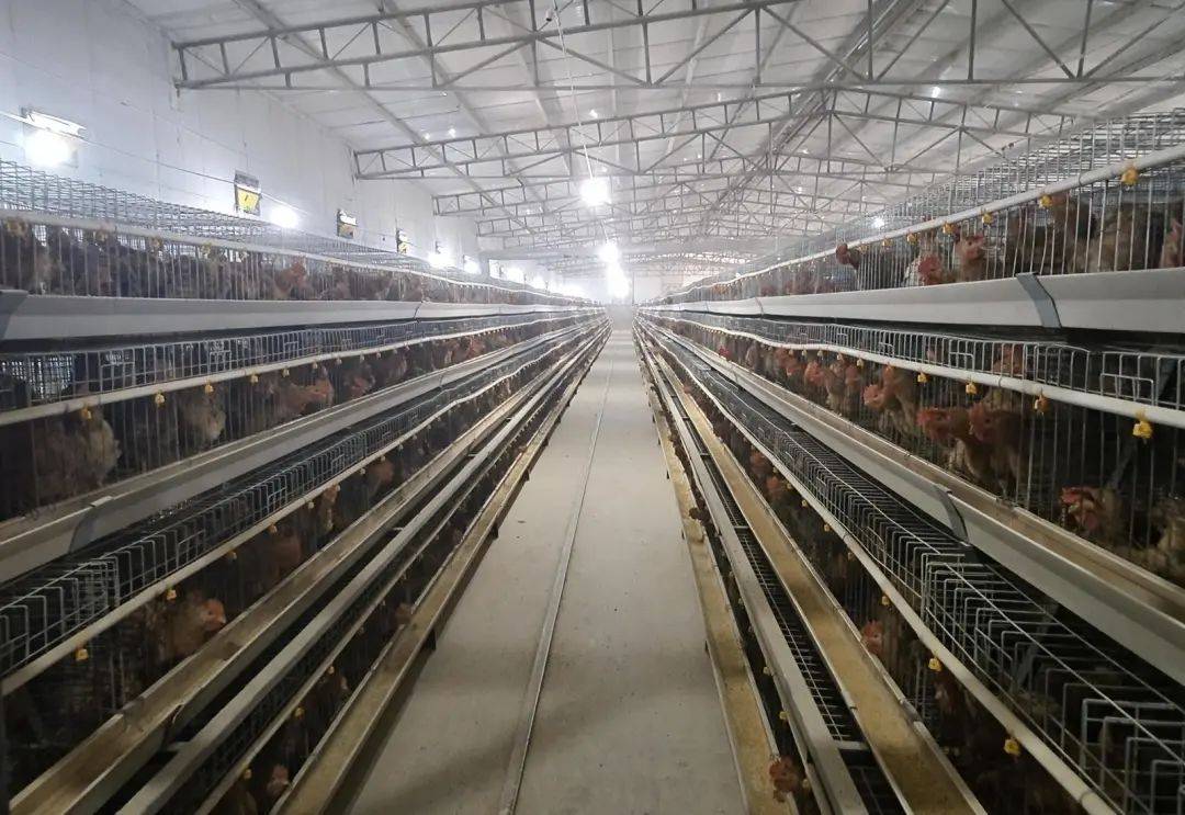 县领导调研鸡养殖产业发展工作