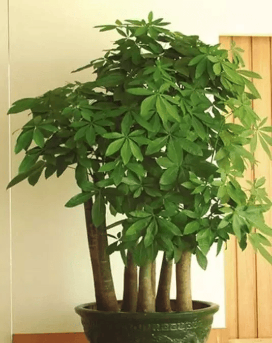 这5种植物自古以来招财又养人,家里养一盆,财源滚滚来