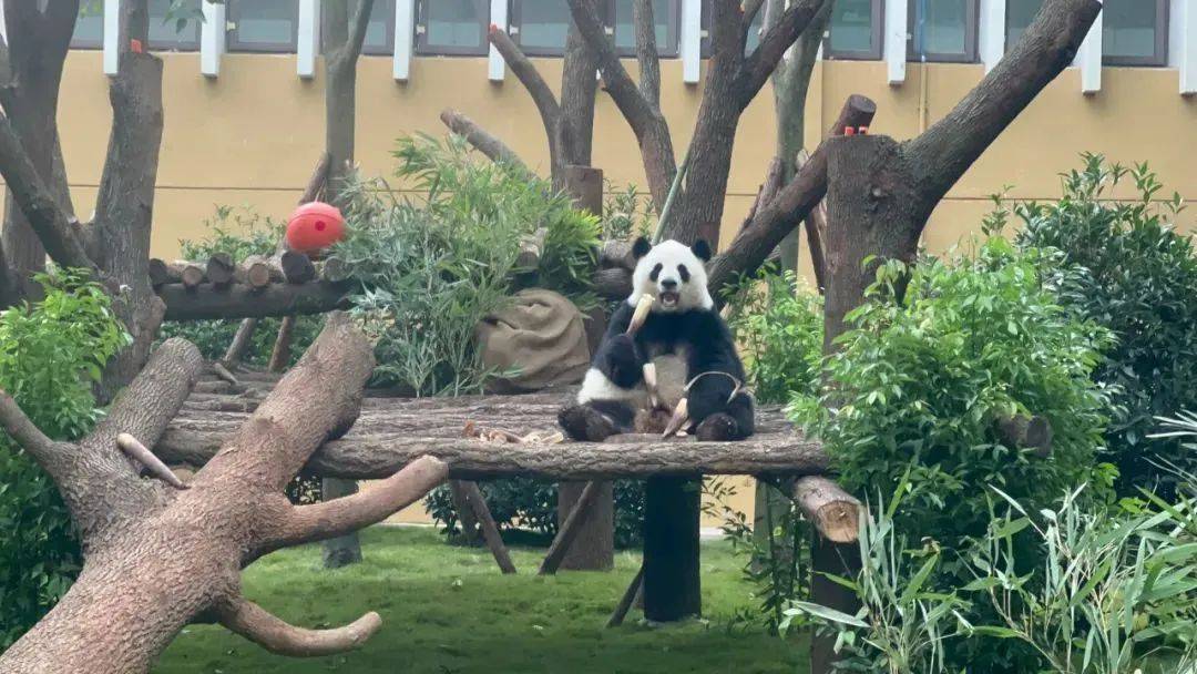 福宝凹~再等等,成都遍地"小甜包"够ee们看一阵_大熊猫_生活_研究