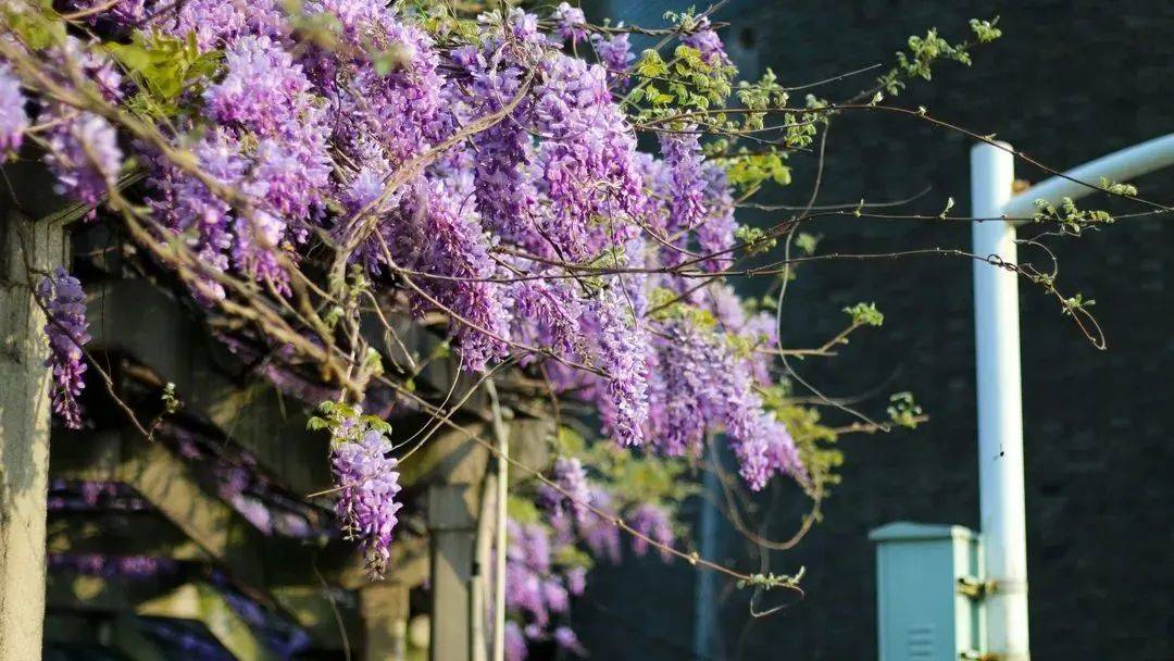 无锡最大的紫藤园今日开园还有这些小众紫藤观赏地推荐给你