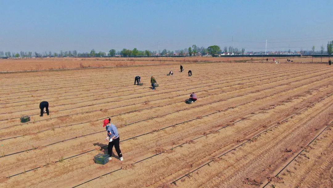 清徐这个村的芦笋迎来首次采收_种植_大寨村_王答乡