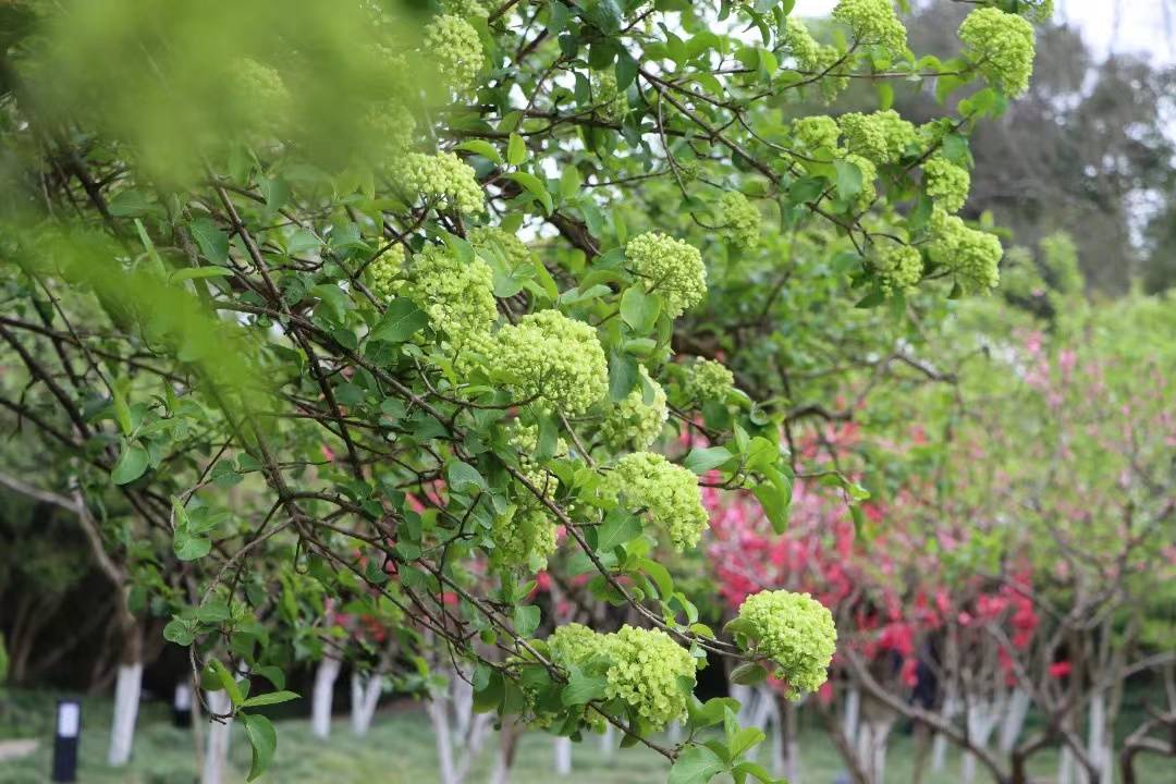 曾让女网红上房揭瓦的木绣球开啦今年最火打卡地是上海这个地铁口附