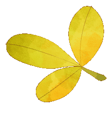 背景 壁纸 绿色 绿叶 树叶 植物 桌面 228_234