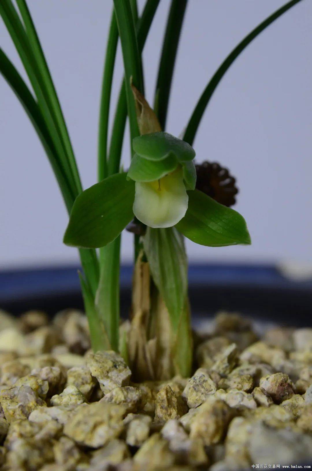 余姚市第二十届兰花展览会获奖作品