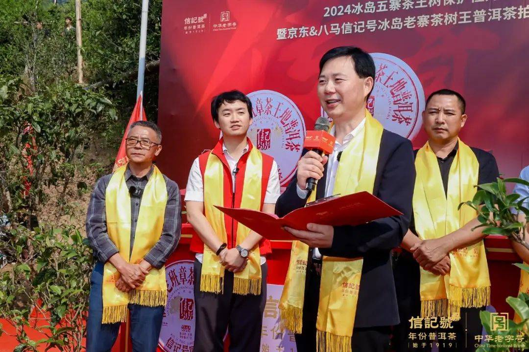 连续4年掌控老班章冰岛五寨茶王树采摘权这一茶企引领古茶树保护步入