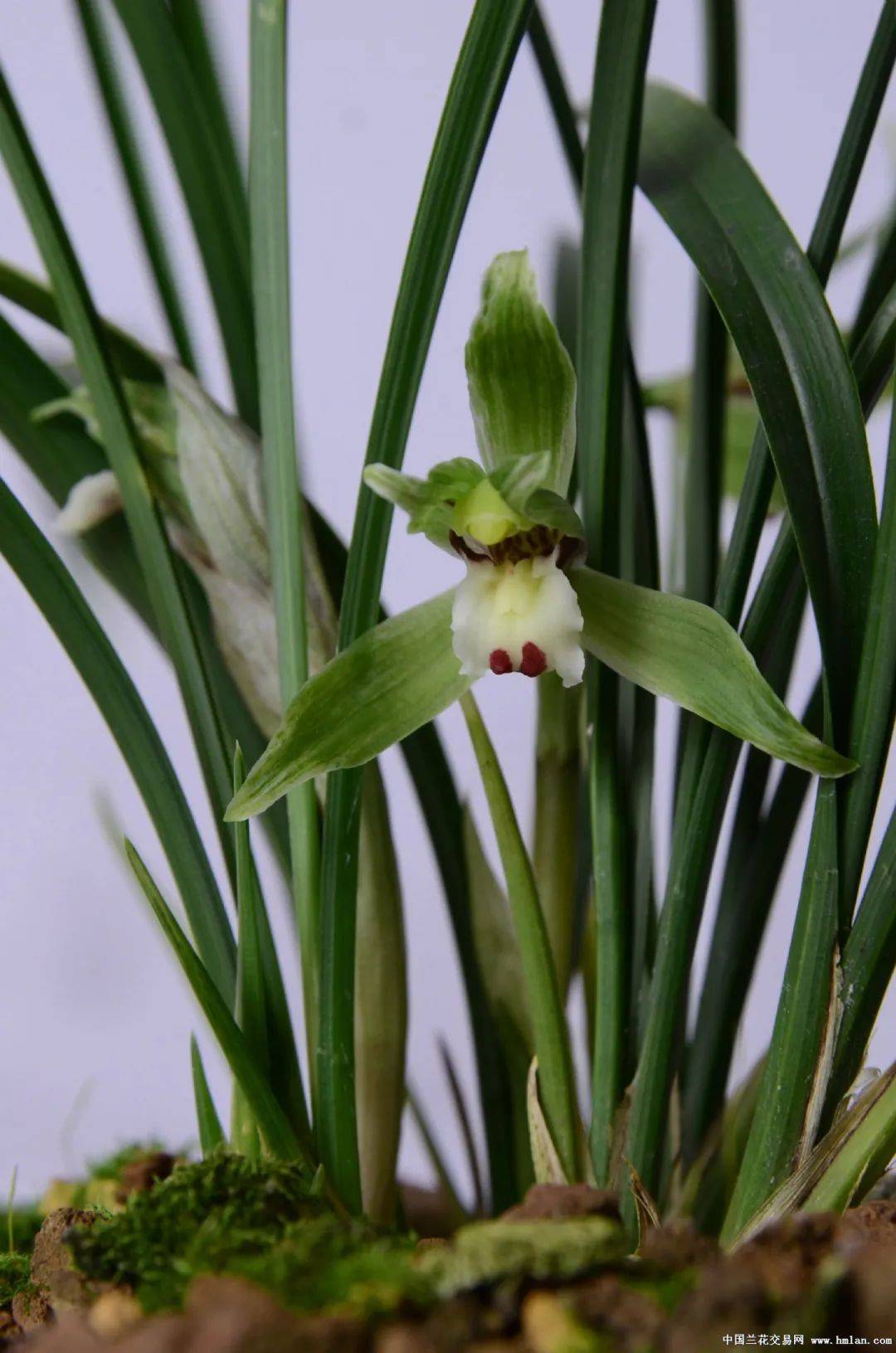 余姚市第二十届兰花展览会获奖作品