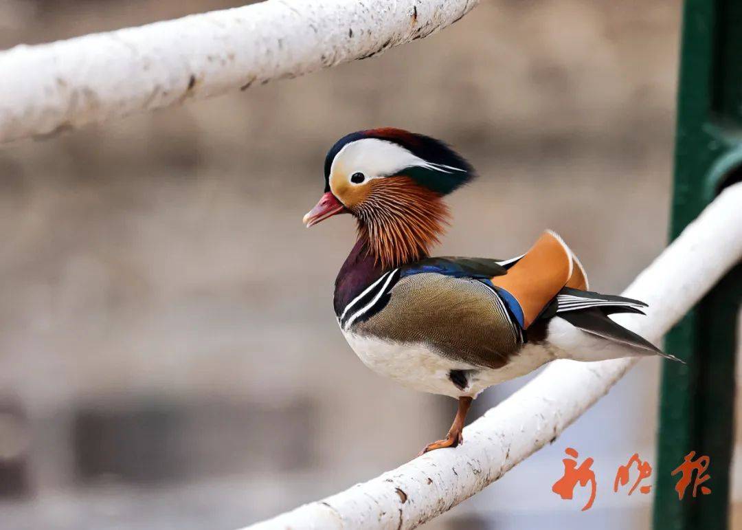 26年,从8到1626,它们见证了冰城的生态跃迁……_鸳鸯_兆麟公园_哈尔滨