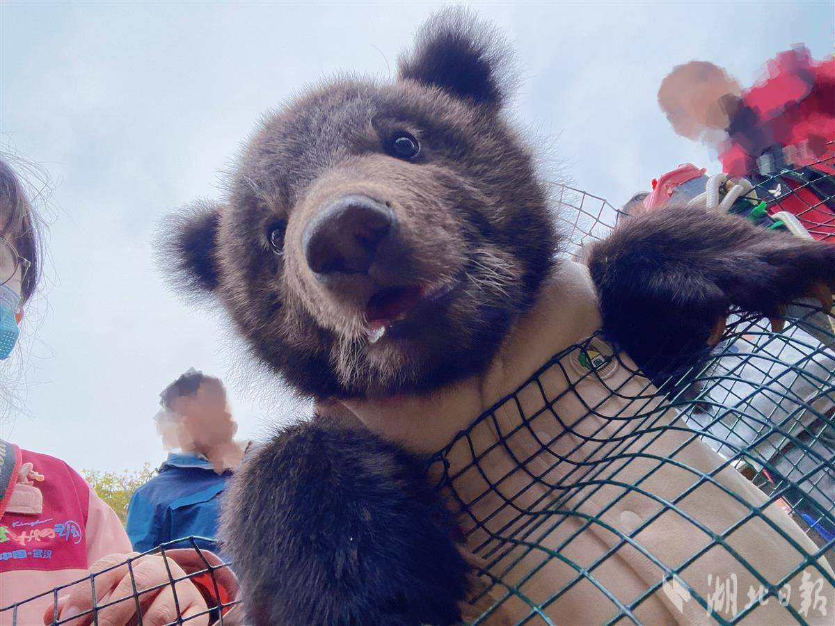 4月13日,武汉野生动物王国将为这只棕熊