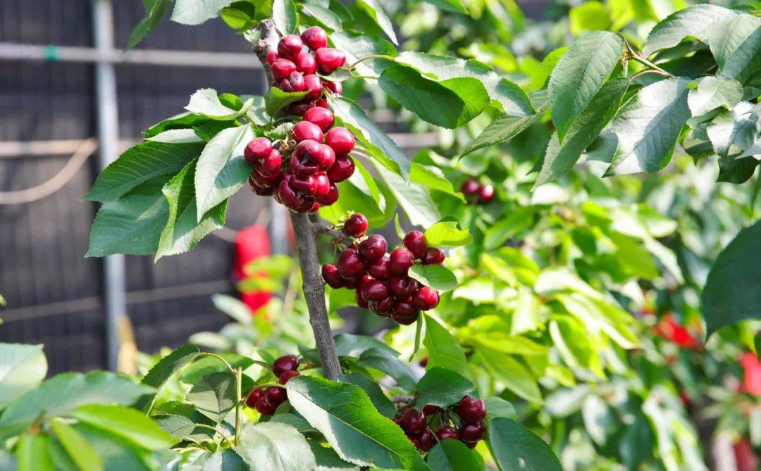 香甜满枝丫滨城这里的大樱桃熟了