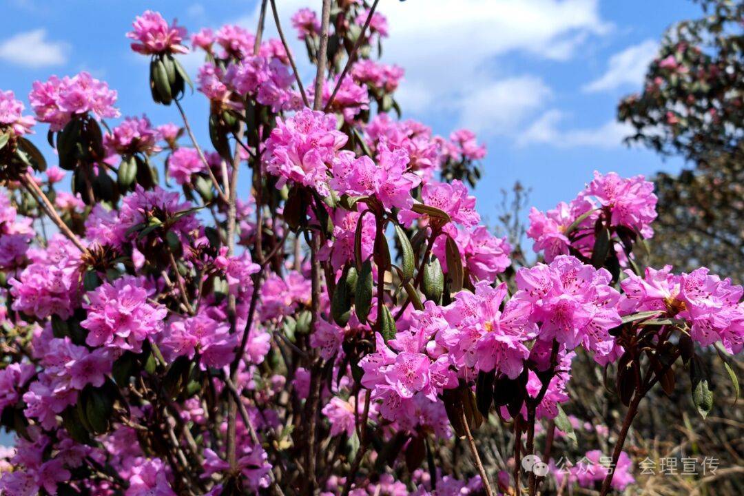会理龙肘杜鹃次第开 预约赏花正当时(预约方式在文末)