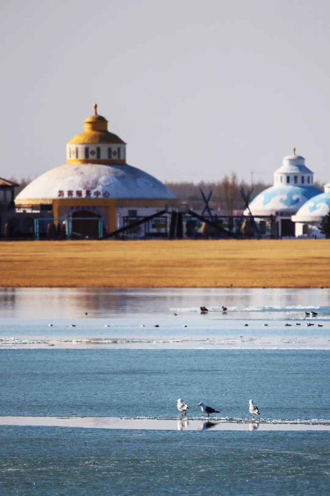 万鸟欢腾查干浩特旅游度假区团结湖畔惊现鸟浪奇观