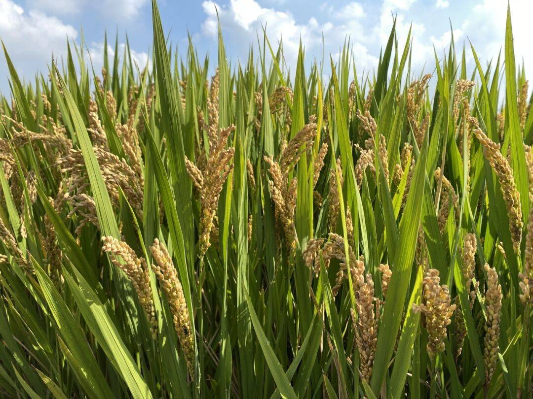 这粒红米在桐乡公交车上走红