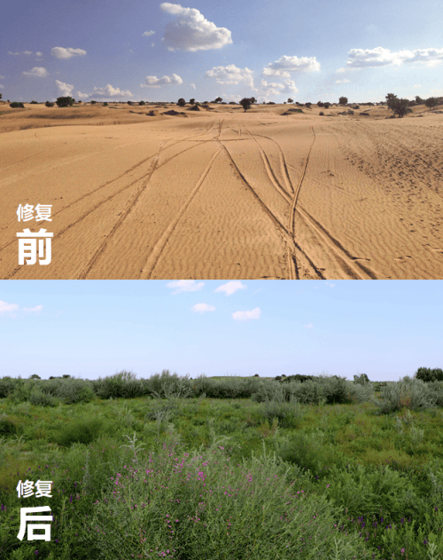 蒙草聚焦创新技术为三北工程三大战役攻坚战添动力