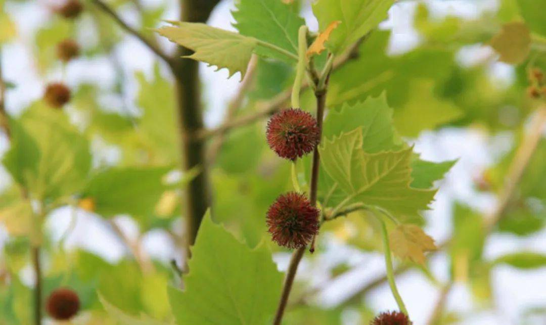 2024年公园城市花粉指数第十二期_植物_症状_悬铃木