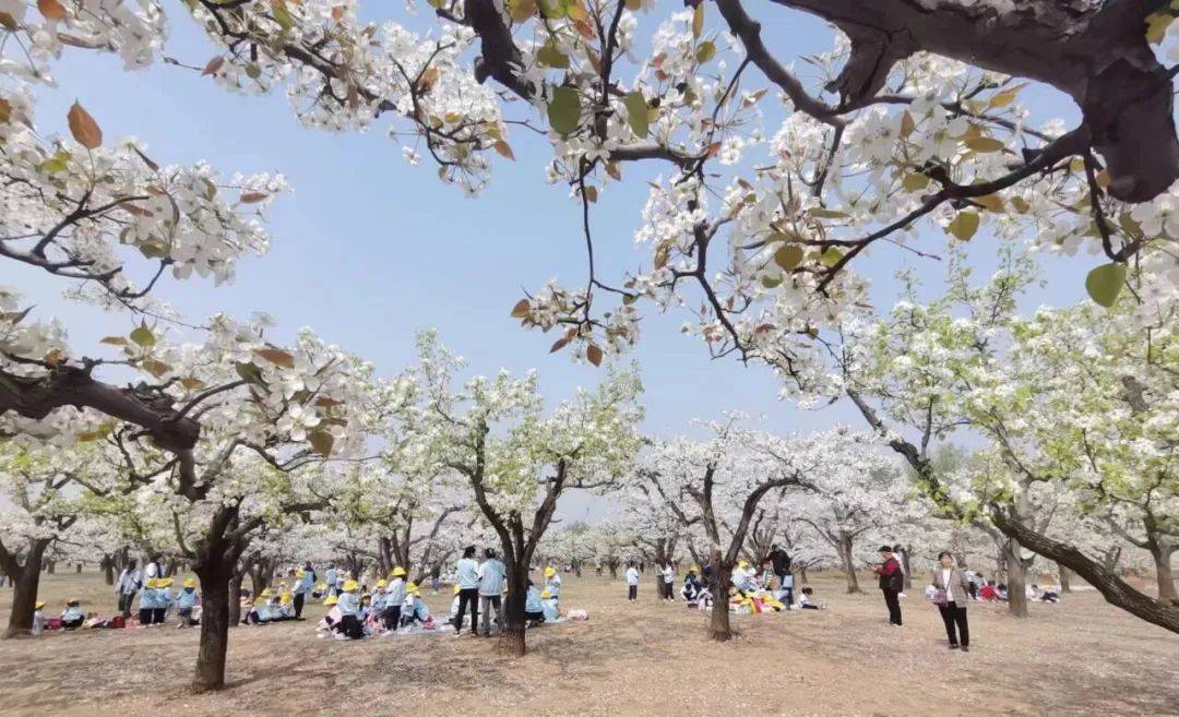 白银文旅靖远大庙梨花开春意盎然迎客来