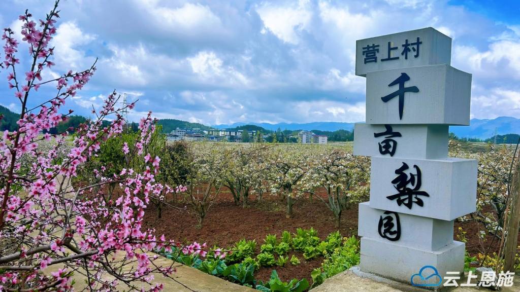 利川南坪梨花开出产业香