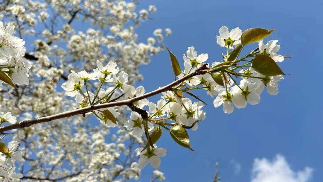 靖远县第九届大庙梨花赏花会将于4月12日开幕