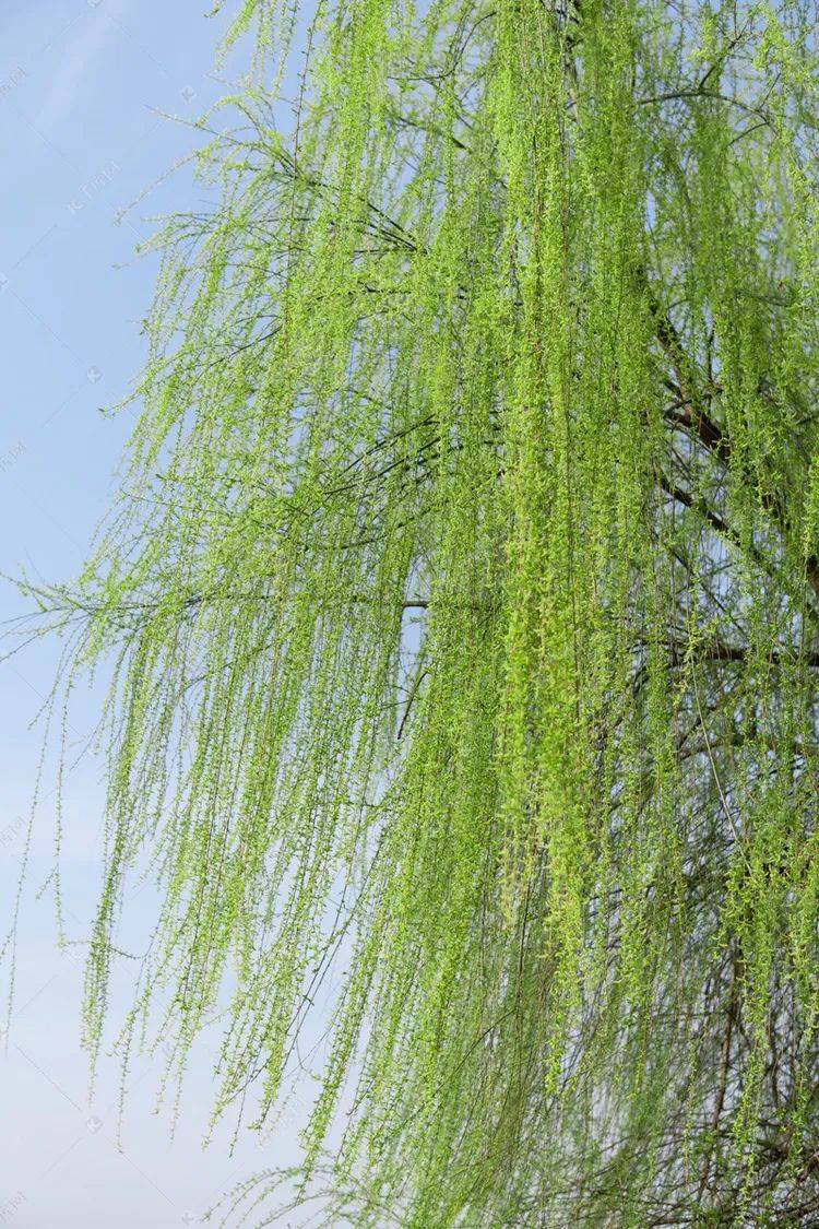 赏析诗词一不小心误入仙境养了眼也醉了心