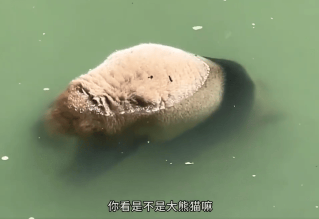 网友称发现疑似溺死大熊猫，四川宝兴县林业局：已派人核实