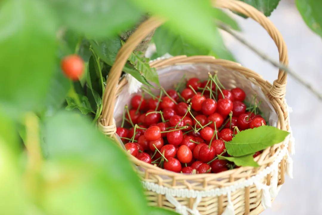 走起成都恩桃儿熟了