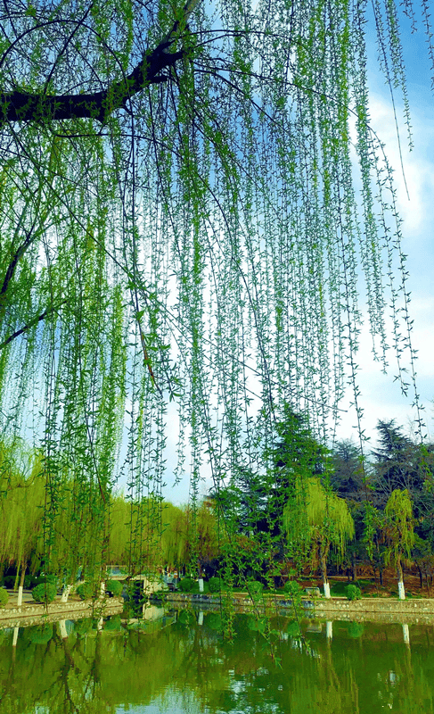 赏析诗词一不小心误入仙境养了眼也醉了心