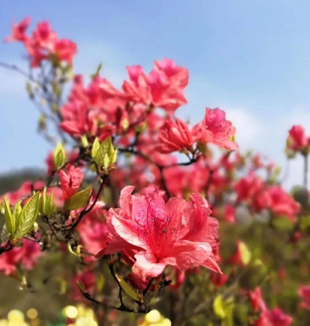 想快点告诉你,高姥山的杜鹃花就要开了!