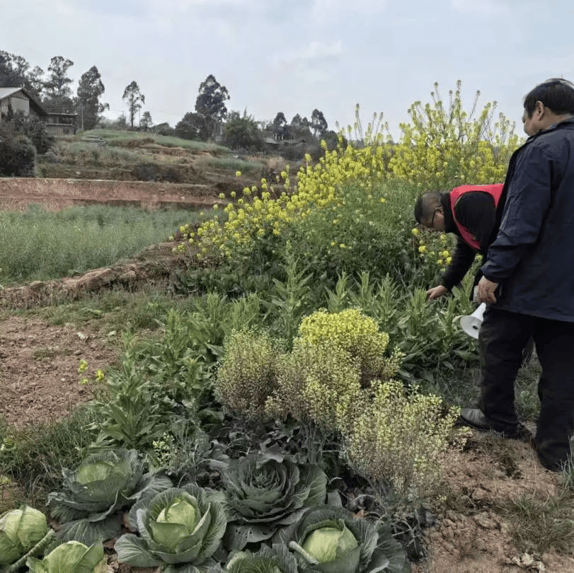 毒品_种植_植物