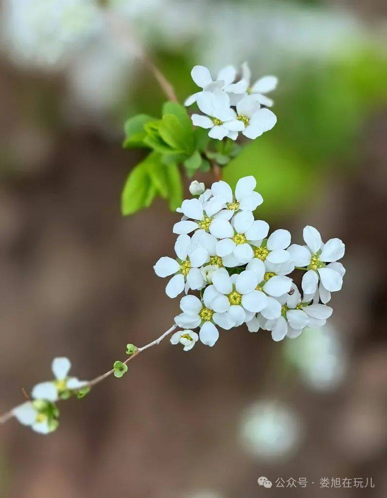 紫禁城中看雪柳