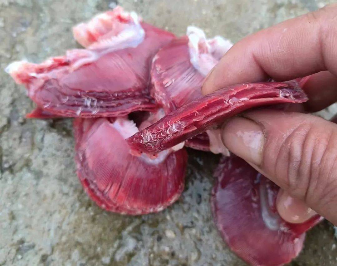 每天死亡几十条,寄生虫预防季节他们这样做,可以不用杀虫!