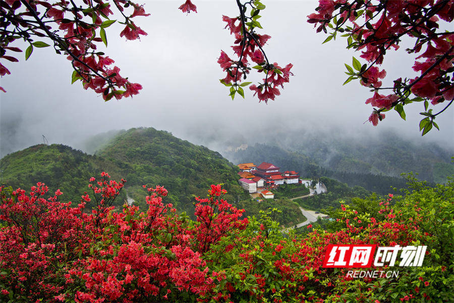 双牌阳明山杜鹃花图片