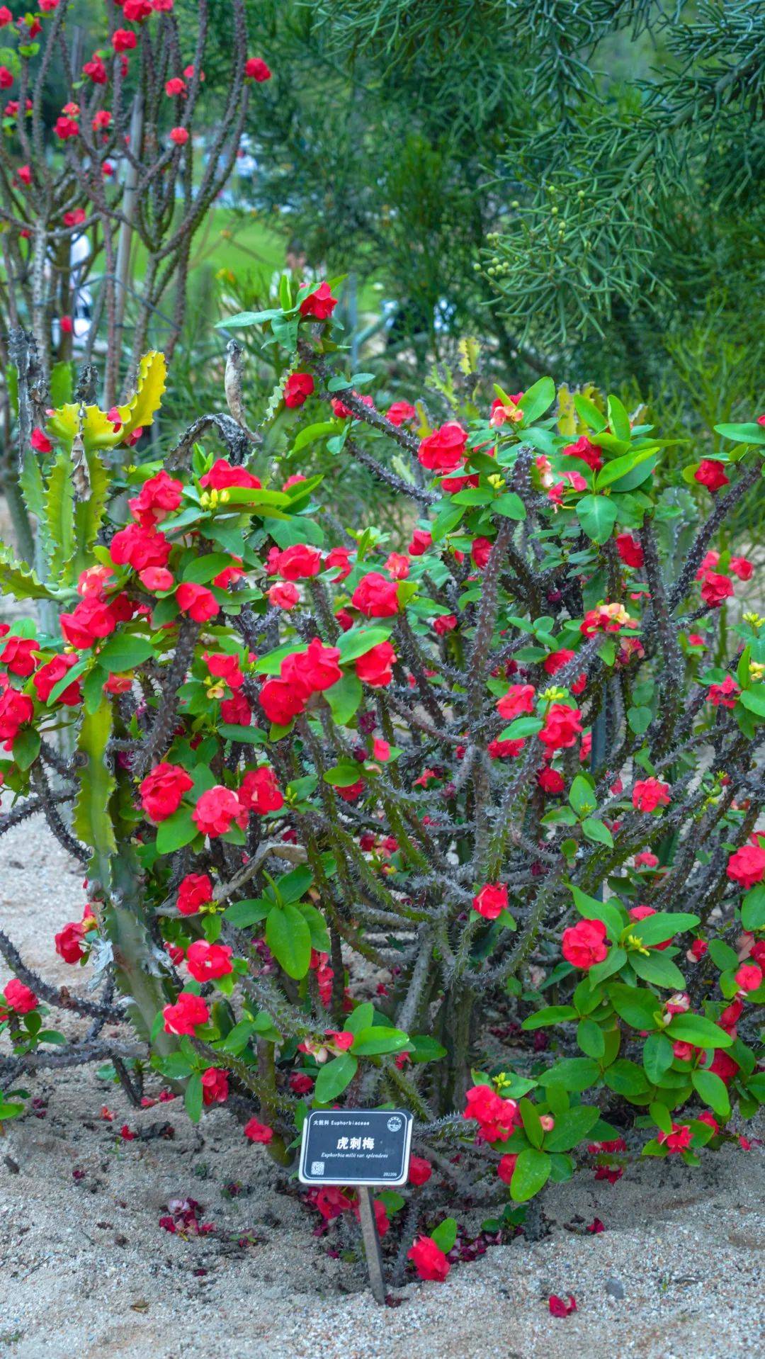 拿好这份赏花吸氧「邀请函」_植物园_东莞_园区
