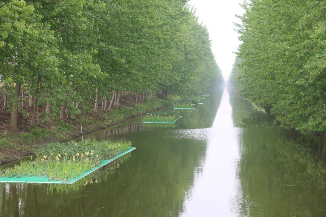 净水靓城这里的生态浮岛实力吸睛