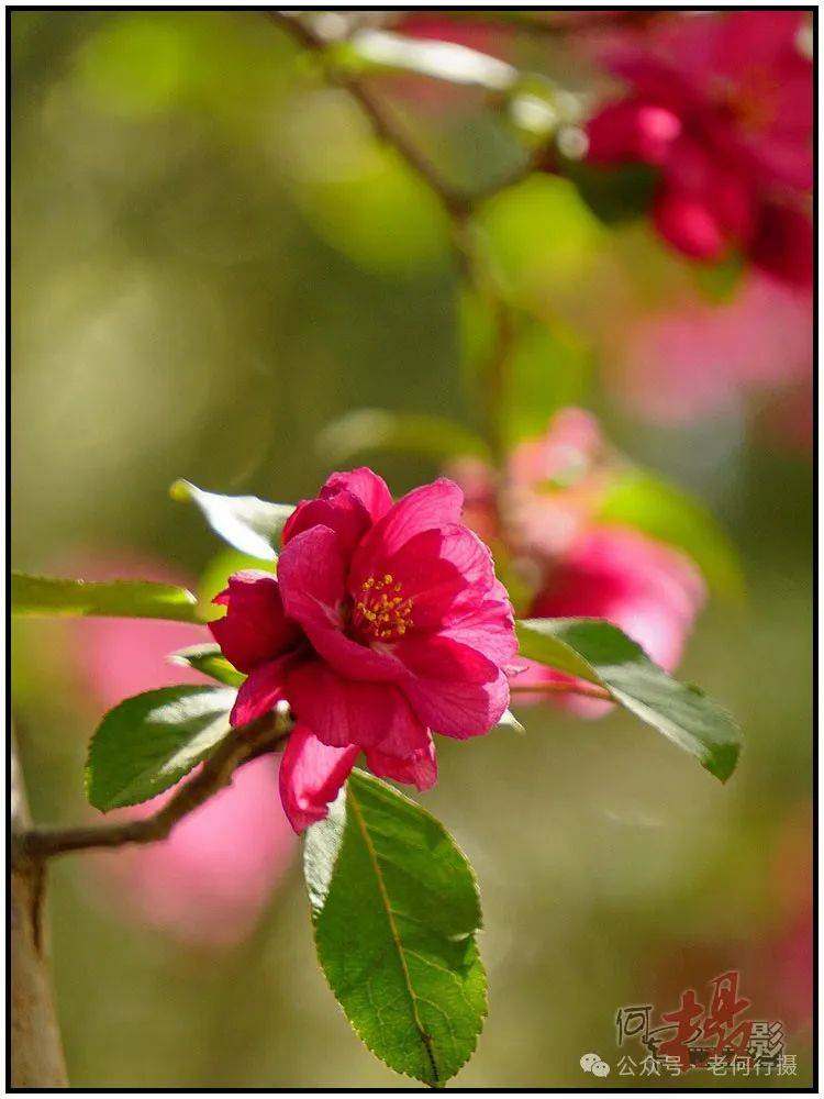 图集花如其名的火焰海棠