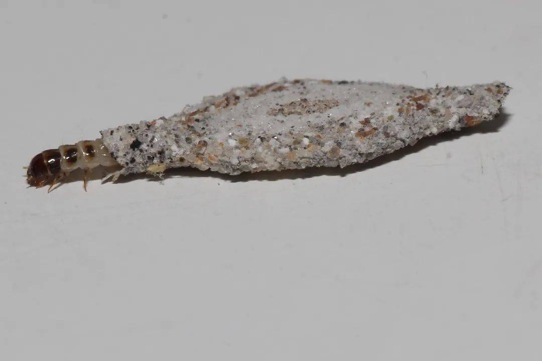 可能是衣蛾的幼虫6969696969墙角上的"小泥块"-03-一般来说