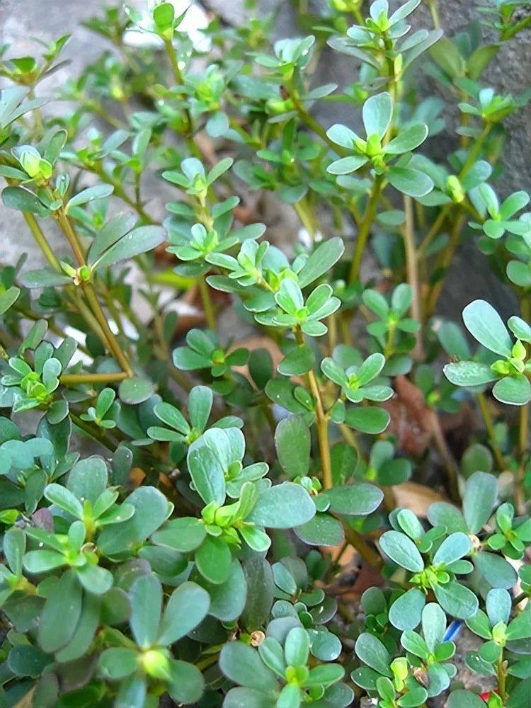 但要小心了._野菜_荠菜_老人