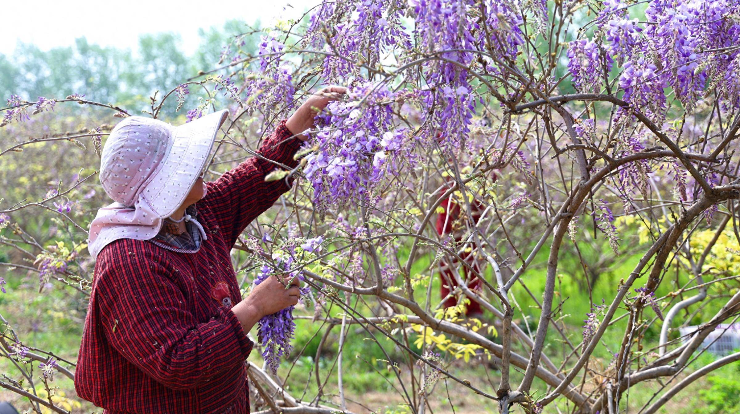 柘城:致富路上"葛花香"_种植_堤口村_村民