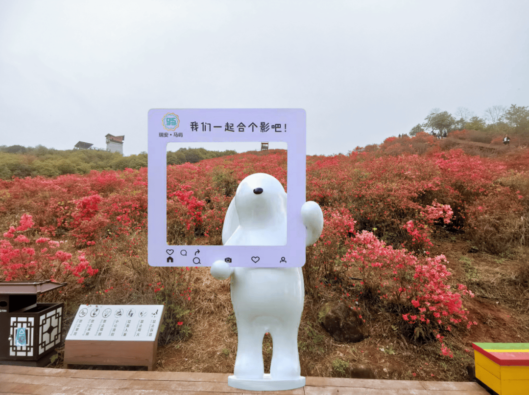 "趣"有花的地方!瑞安圣井最全赏杜鹃攻略