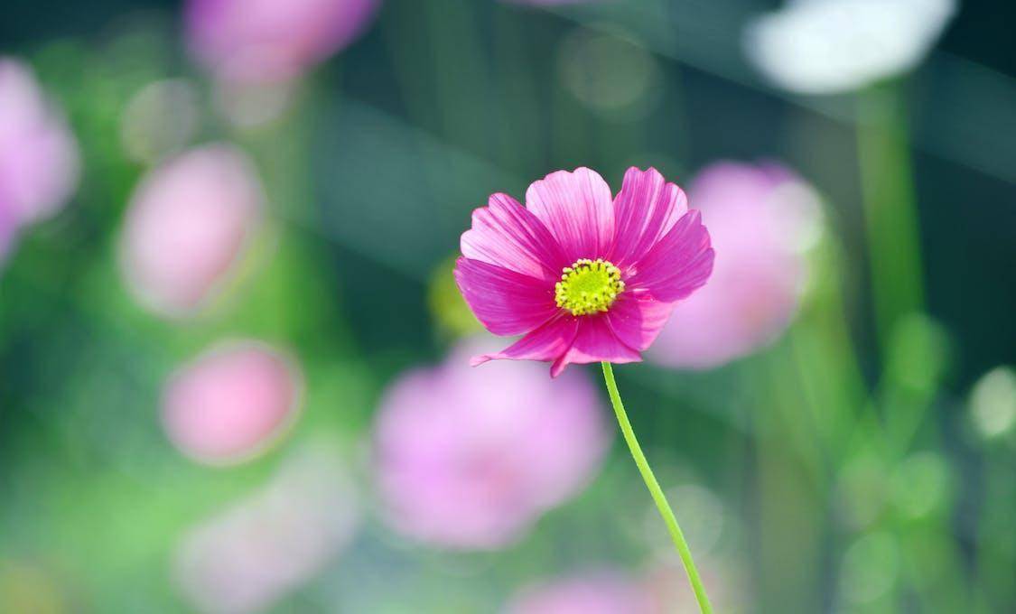 壁纸 花 桌面 1125_680