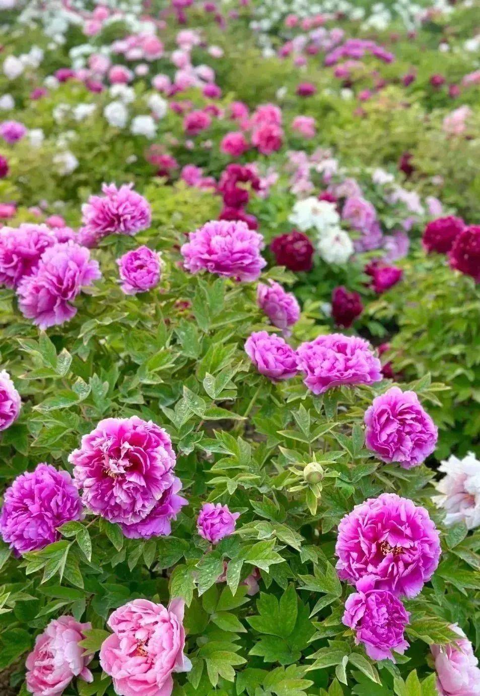 新花样牡丹郁金香紫荆盛放中