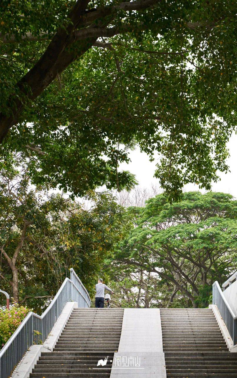 在南山公园20分钟效应已经有20版本了