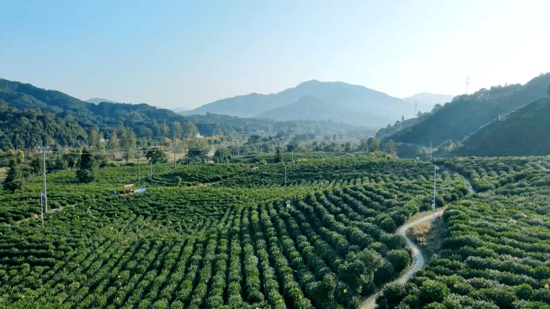 2万亩,绿色,有机茶园认证面积1.58万亩,建成国家级