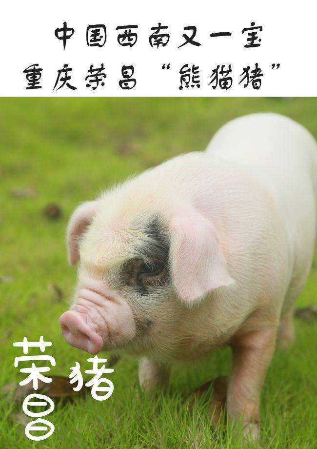 天生熊猫眼极好辨认来自重庆的好猪品种繁殖率高肉质更好